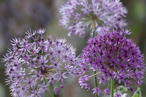 ornamental onion violet flower