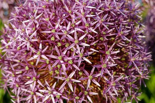 ornamental onion allium flower