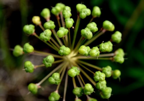 ornamental onion plant flower ball