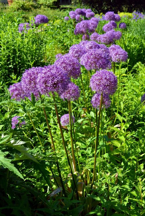 ornamental onion early violet