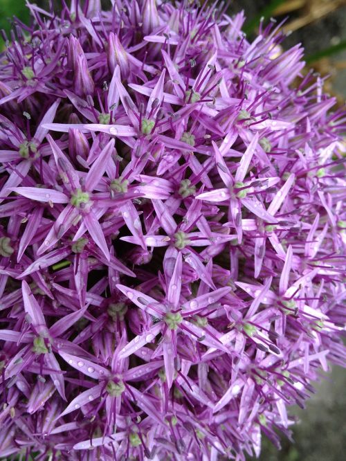 ornamental onion early flower