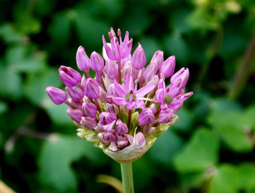 ornamental onion flower flower garden