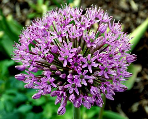 ornamental onion flower flower garden