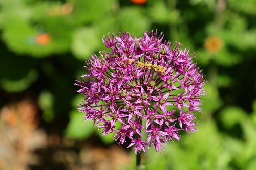 ornamental onion  allium stratos  allium