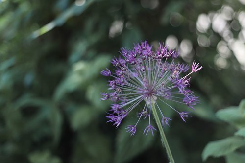 ornamental onion  purple  purple flower