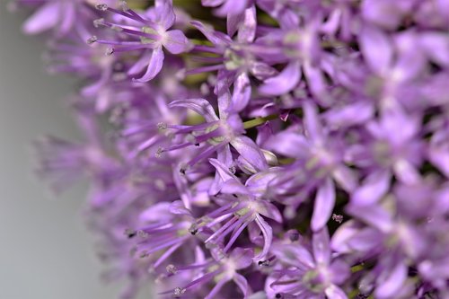 ornamental onion  violet  plant