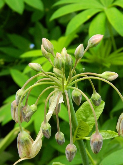 ornamental onion  flower  allium