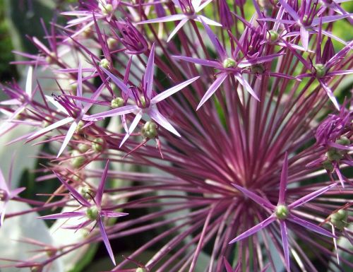 ornamental onion blossom bloom