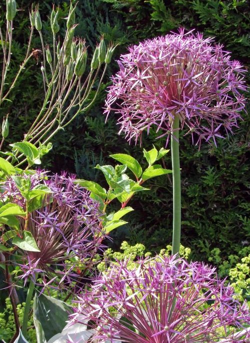 ornamental onion flower ball garden