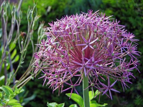 ornamental onion blossom bloom