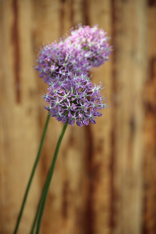 ornamental onion  early  blossom