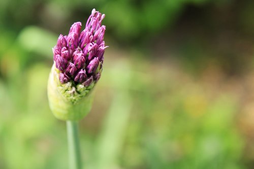 ornamental onion  allium stratos  allium