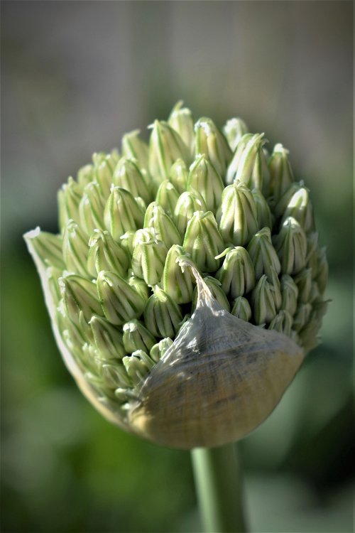 ornamental onion  blossom  bloom