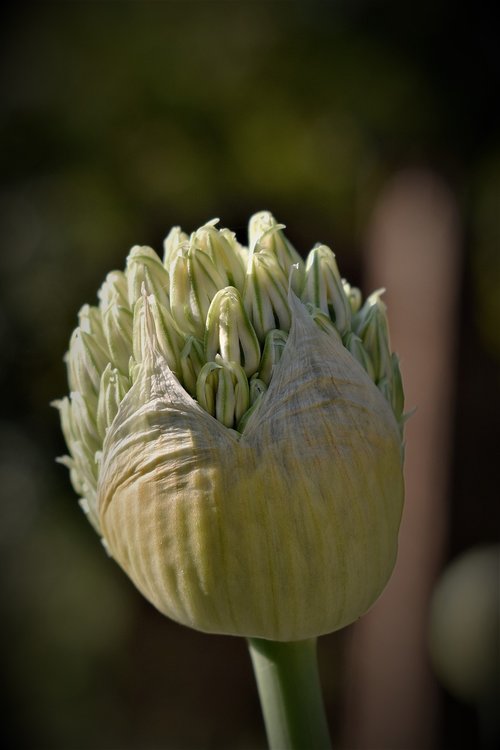 ornamental onion  blossom  bloom