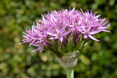 ornamental onion  allium stratos  allium