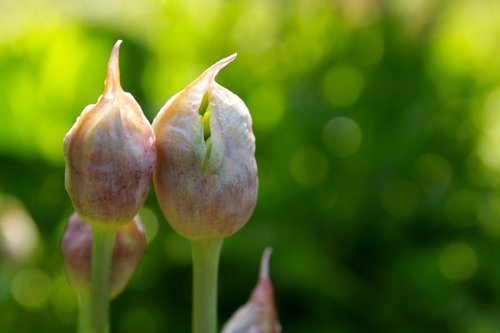 ornamental onion  yellow  green