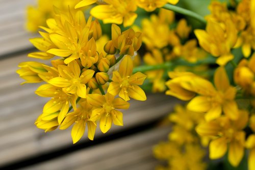 ornamental onion  yellow  green