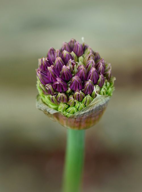 ornamental onion bud blossom