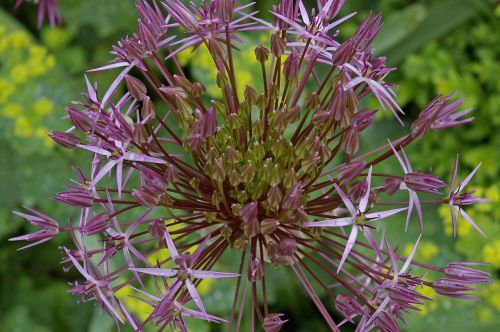 ornamental onion giant ornamental allium plant