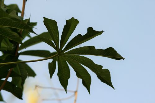 Ornamental Pawpaw Tree Leaf