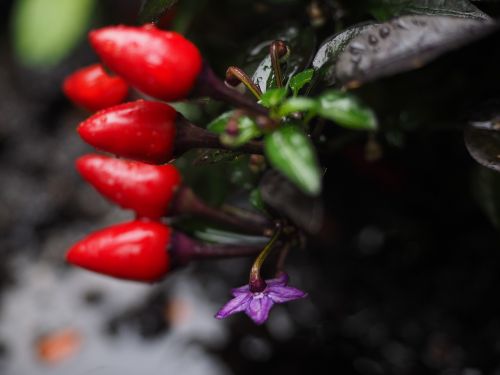 ornamental peppers fruits chili berry