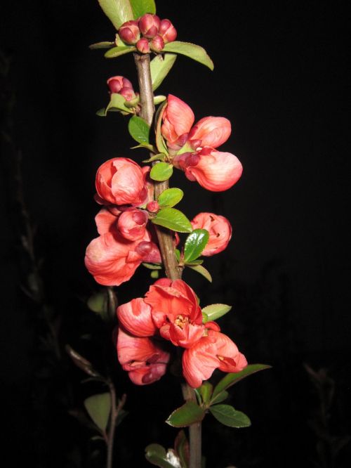 ornamental quince blossom bloom