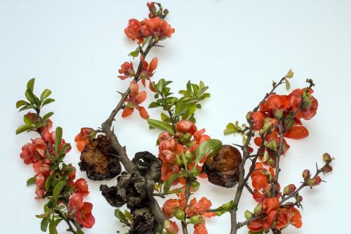 ornamental quince flowers red flowers
