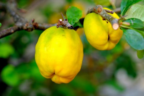ornamental quince fruit bush