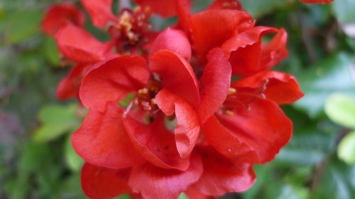 ornamental quince  flowering shrub  red