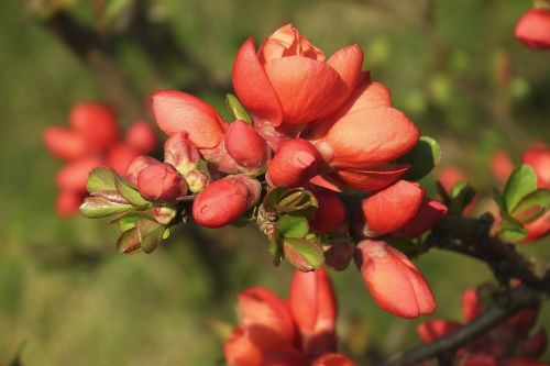 ornamental quince quince red