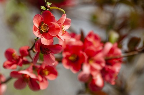 ornamental quince  blossom  bloom
