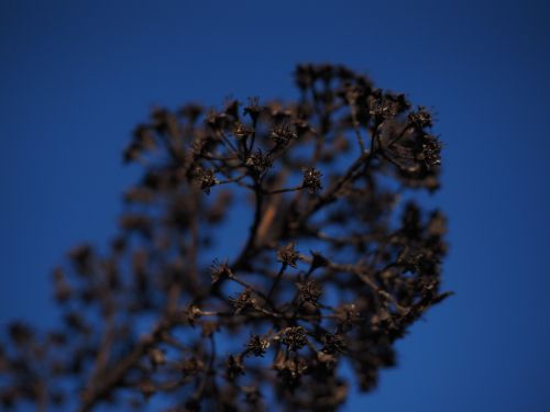 ornamental shrub withered dry