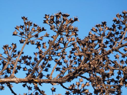 ornamental shrub withered dry