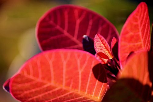 ornamental shrub leaves red