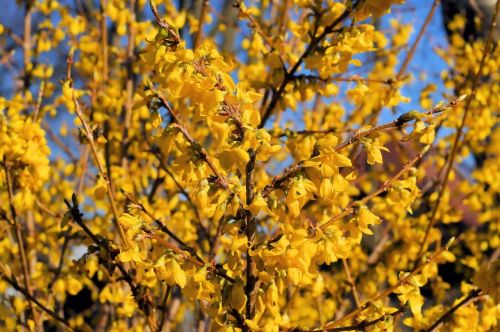 ornamental shrub flowers gold lilac