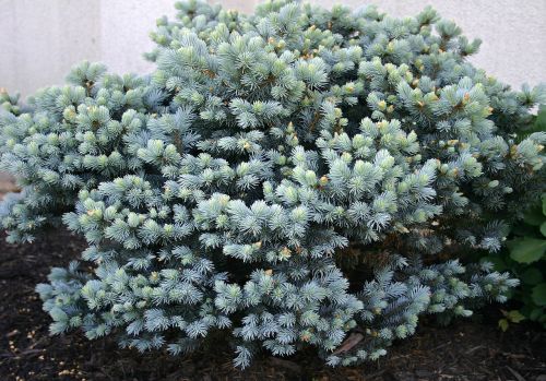 ornamental spruce spruce ornamental