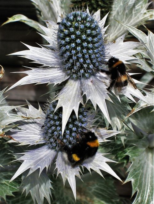 ornamental thistles bumblebees bluish
