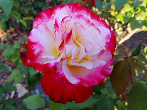 ornamental trees  natural  roses