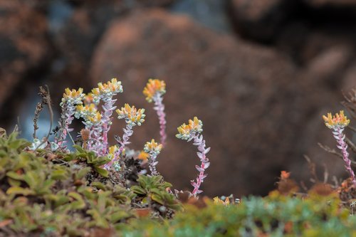 ornamental trees  flowers leaves  rock mountain