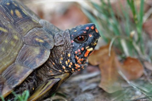 Ornate Box Turtle Close-up 2