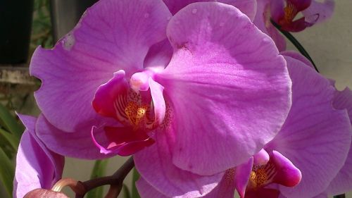 orquidea flower nature