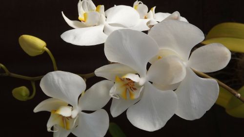 orquidea flower love