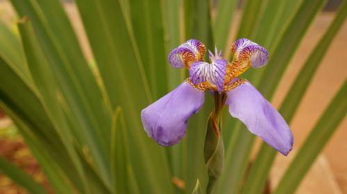 orquidea flower plant