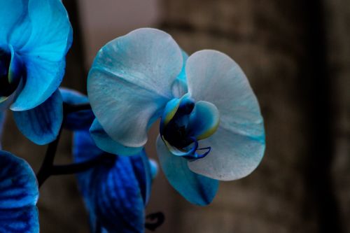 orquidea flower orchid