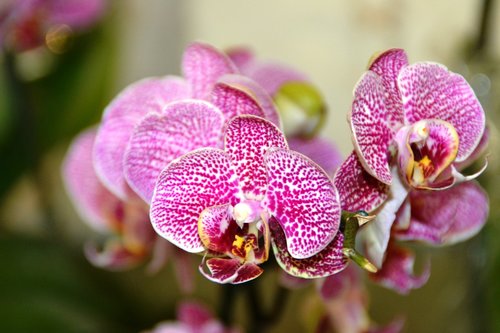 orquideas  flower  flora