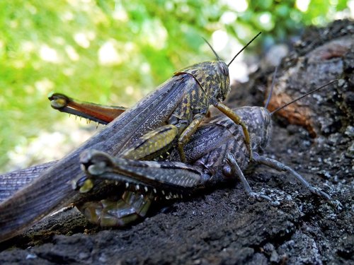 orthopteron  grasshoppers locusts  insect breeding