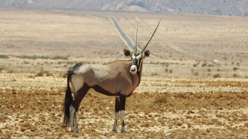 oryx animal wilderness