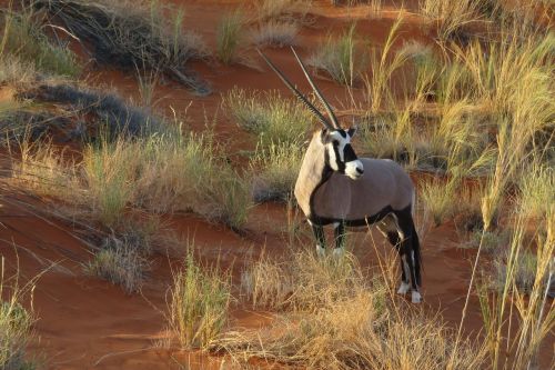 oryx animal africa
