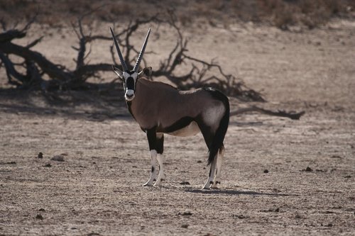 oryx  gemsbok  desert