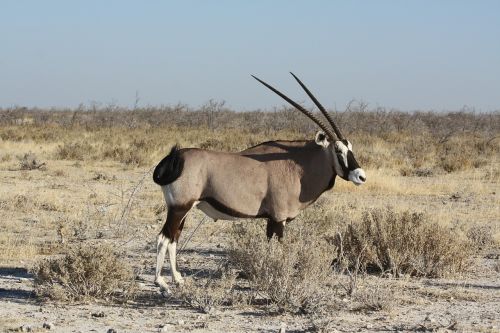oryx antelope animal
